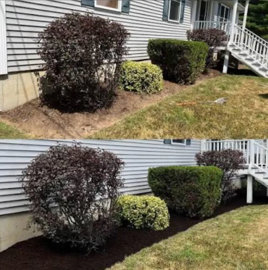Before and after: overgrown foundation beds cleaned out, edged and topped with fresh black mulch